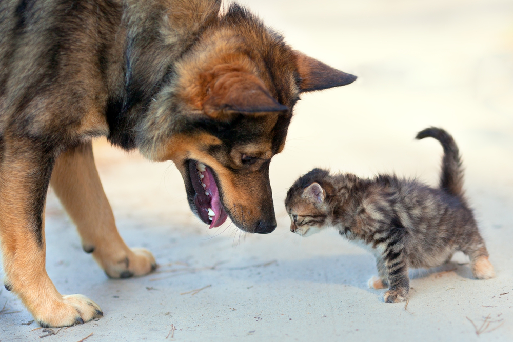 Första mötet mellan hund och katt