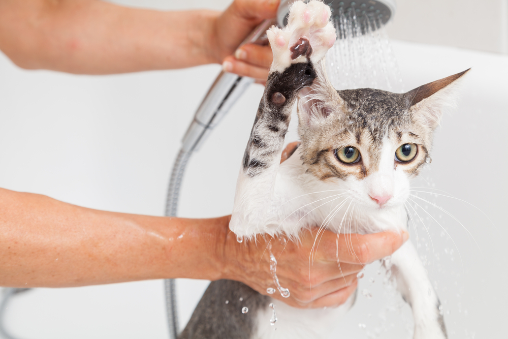 Behöver man tvätta sin katt?